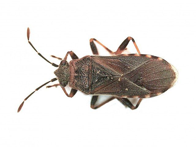 Elm deals seed bug